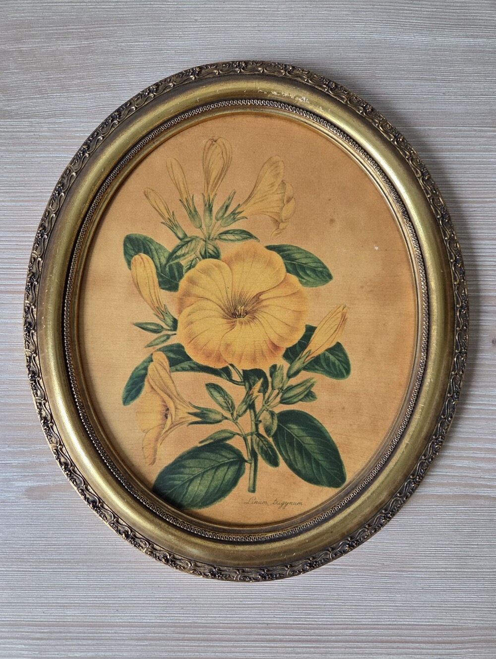 Vintage Mid Century Oval Wood Framed Botanical Print Linum Trigynum Yellow Flax